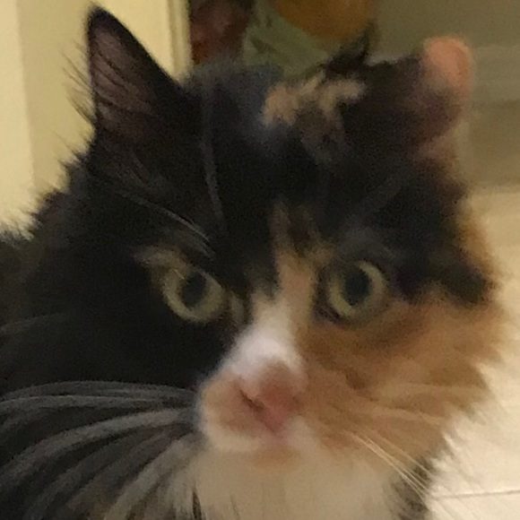 Meet your Posher, Kristine - Picture 1 of 1